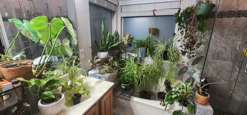 Customer photo review of Houseplant Pest Spray Concentrate