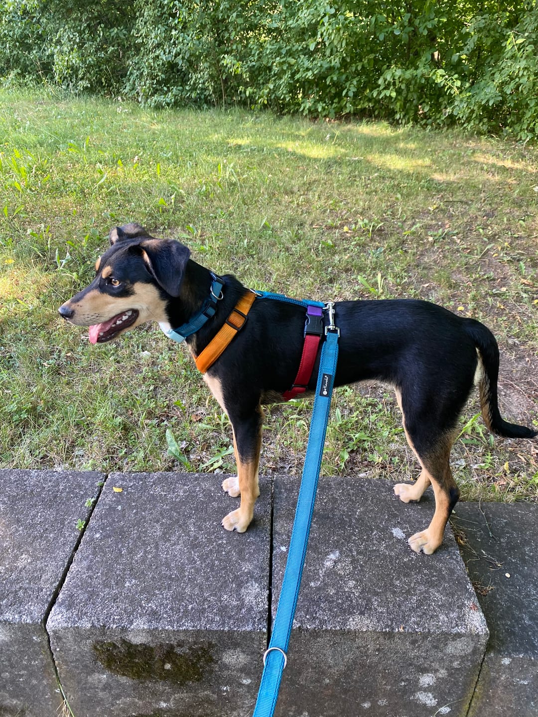 Customer photo review of Premium Hundegeschirr gepolstert