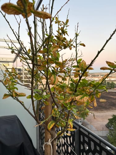 Customer photo review of Fertibono CitriPlus: Abono Cítricos, (1L), Rico en Hierro, Zinc, Magnesio, NPK y Mat.Orgánica – Abono Plantas con Extractos Vegetales, Ecológico, Residuo Cero.