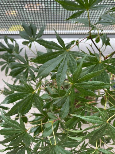 Customer photo review of TOTAL FORCE CB® X2