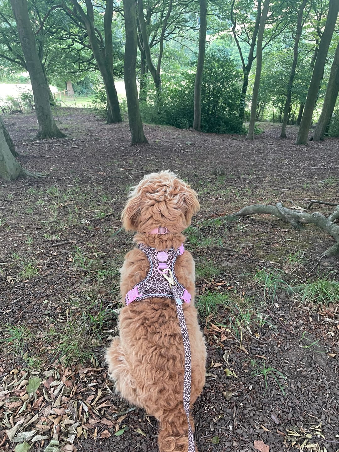 Customer photo review of Tough Trails™ Harness -  Leopard Print