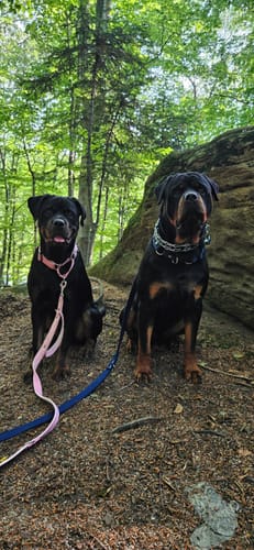 Customer photo review of Szeroka obroża półzaciskowa - Martingale Baby Pink