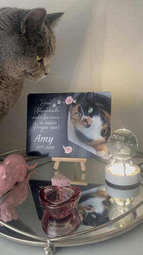 Customer photo review of Katzen Gedenktafel mit Foto & Spruch (UV- & Wetterfest)