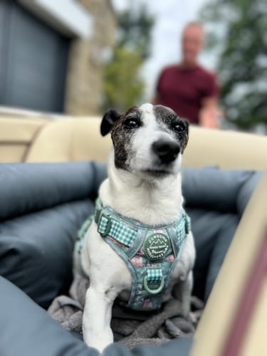 Customer photo review of Disney© Tough Trails™ Harness - Bambi + Thumper