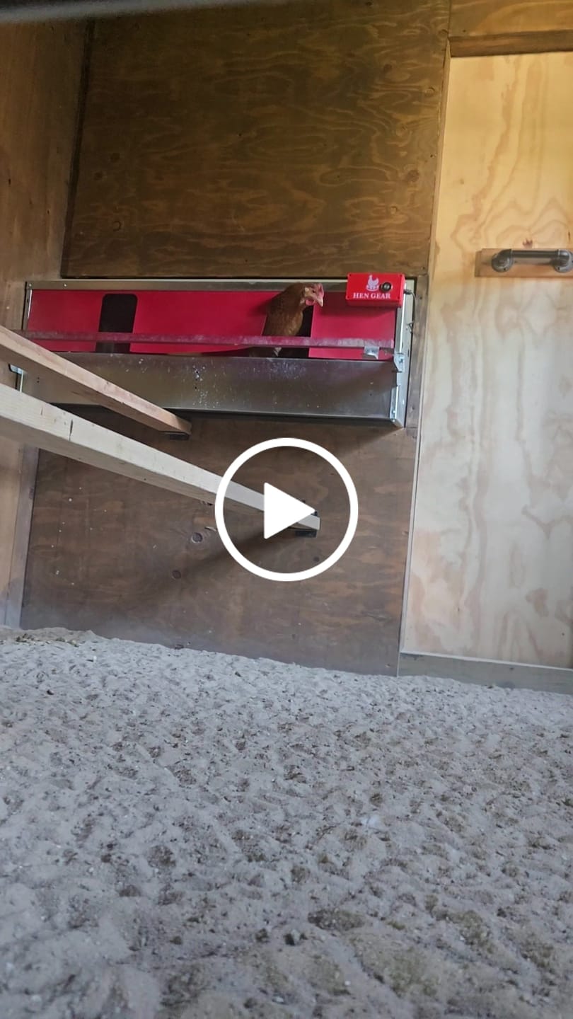 Customer video review of AutoRoost 2.0 (Automatically Opens Your Nest Box)