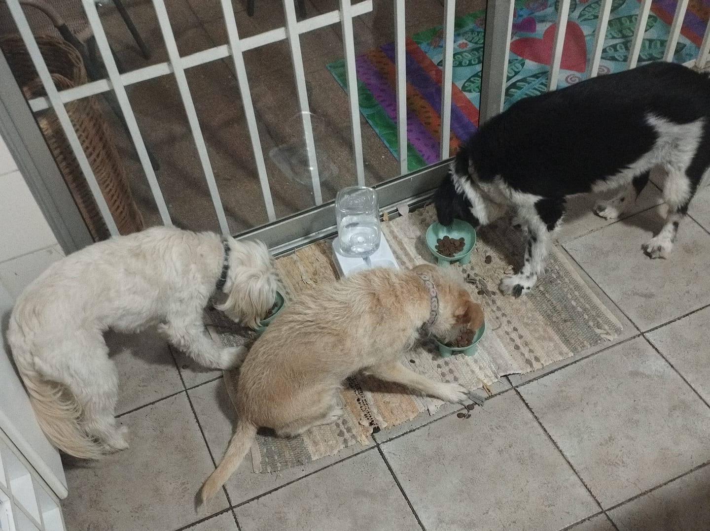 Customer photo review of PetFamily Cookies