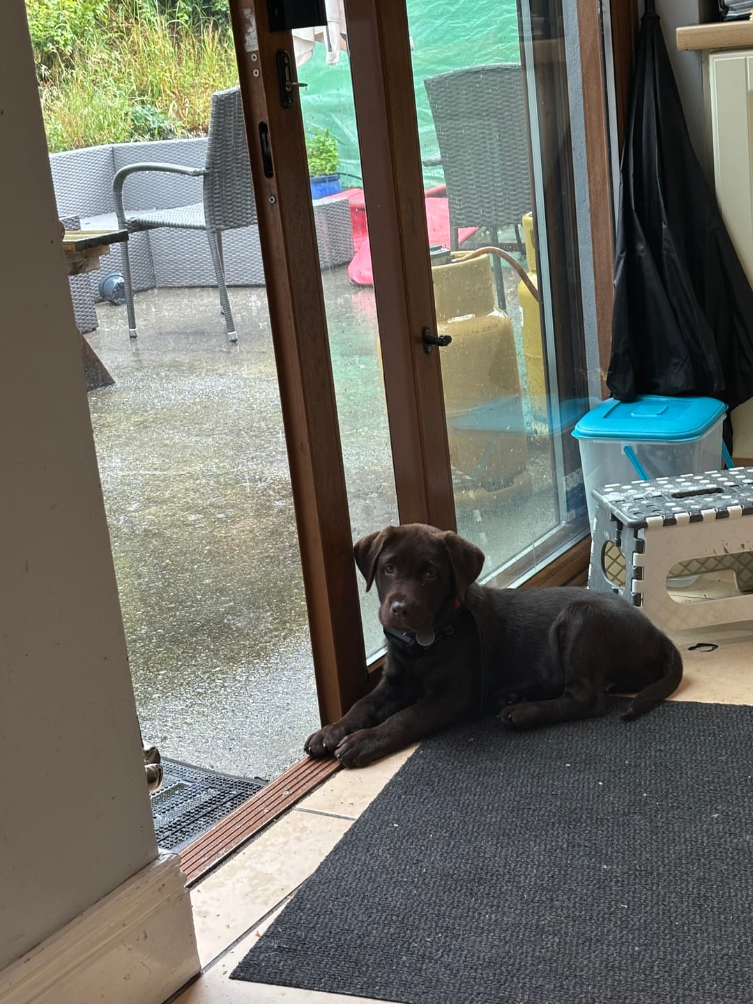 Customer photo review of GPS Dog Fence F8 | for Small, Medium and Large dogs