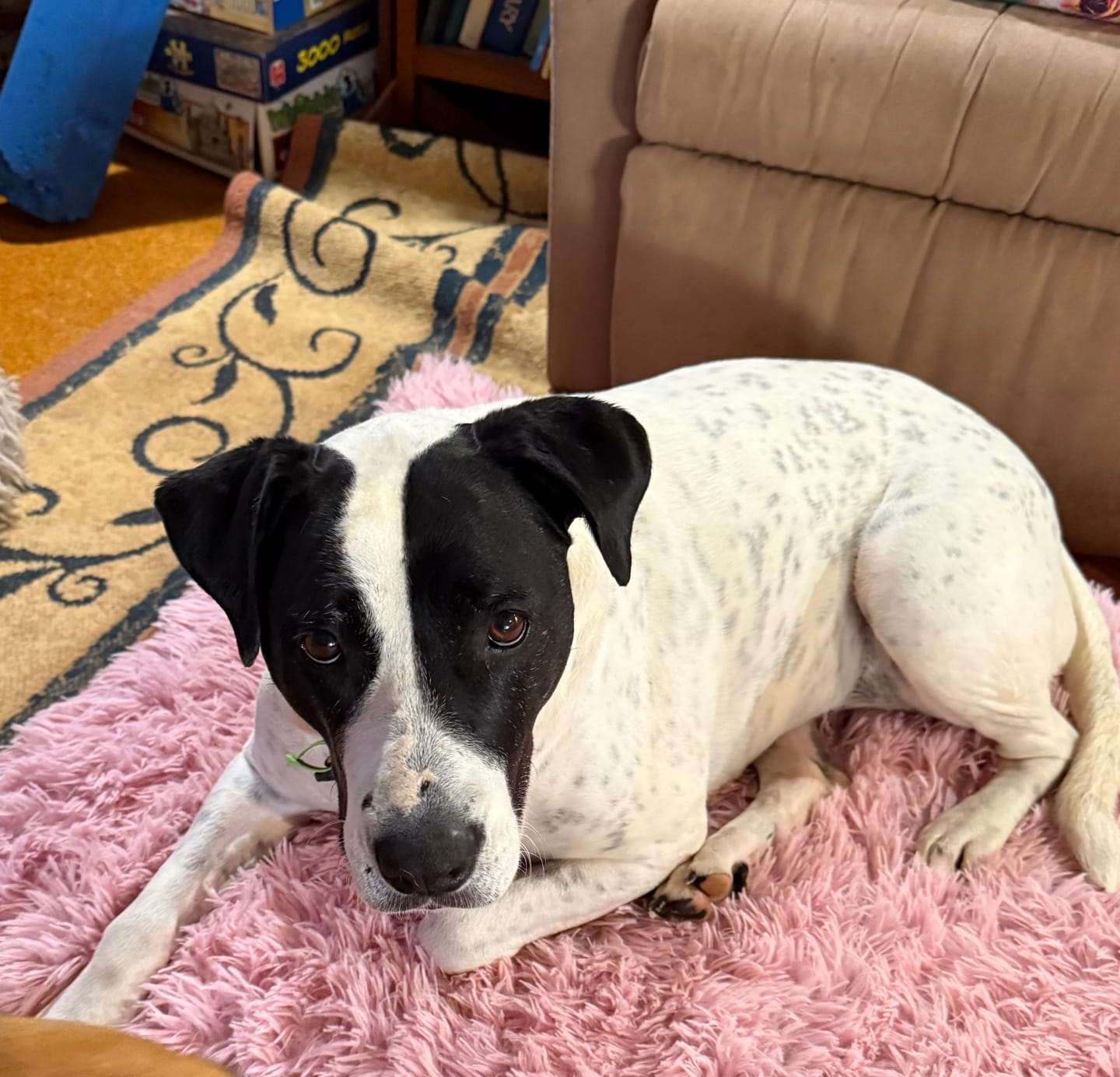Customer photo review of Calming Cover for Kangaroo Crate Mat