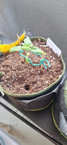 Customer photo review of Purple Haze 040 Cannabis Samen - Extra Strong - Feminisierte Autoflowering Samen