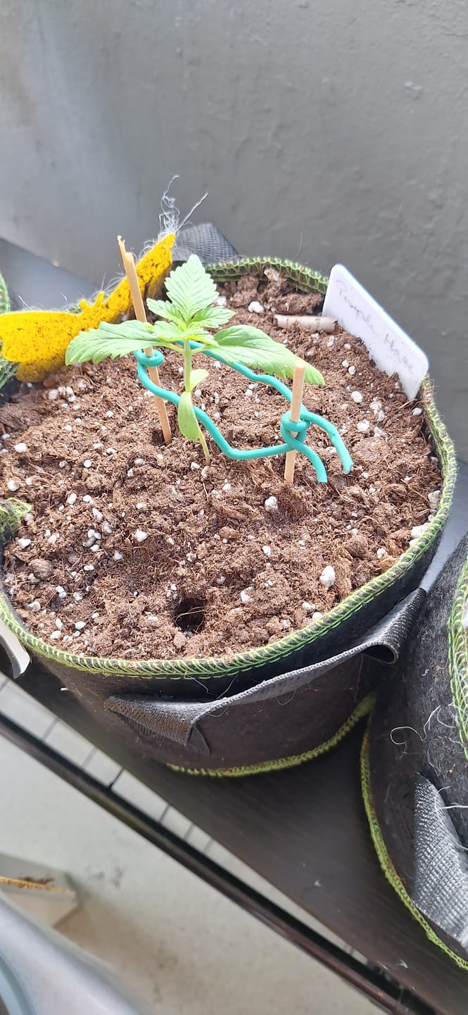 Customer photo review of Purple Haze 040 Cannabis Samen - Extra Strong - Feminisierte Autoflowering Samen
