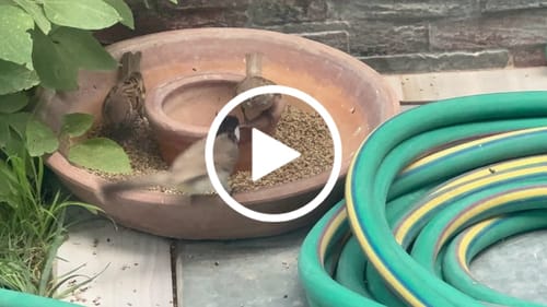 Customer video review of Bardefu 6-in-1 3L Multipurpose Blender - German Lot