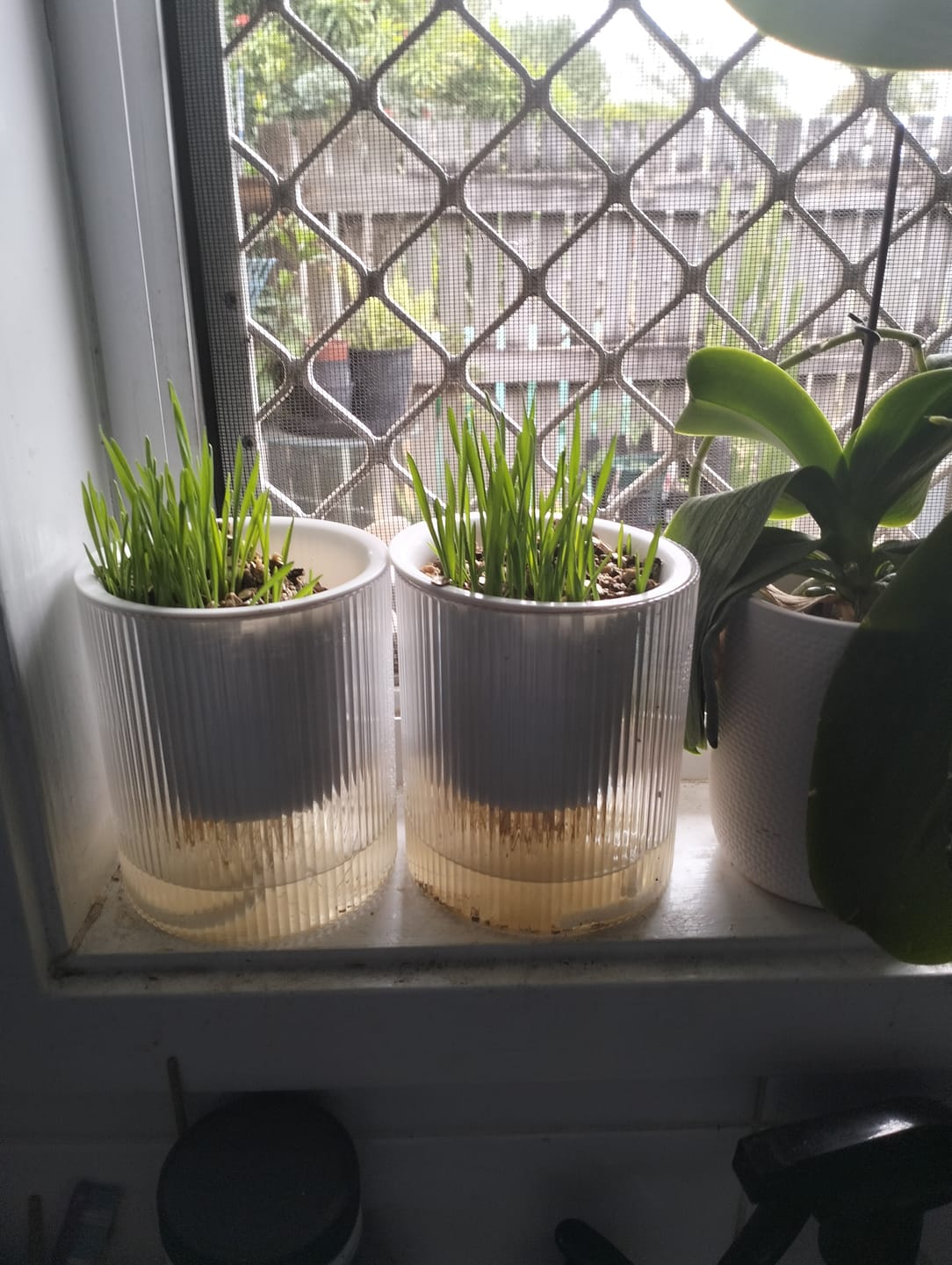 Customer photo review of MICHU All-in-One Soil-Free Cat Grass Grow Kit with Australian Seed and Mulch, Made in Australia