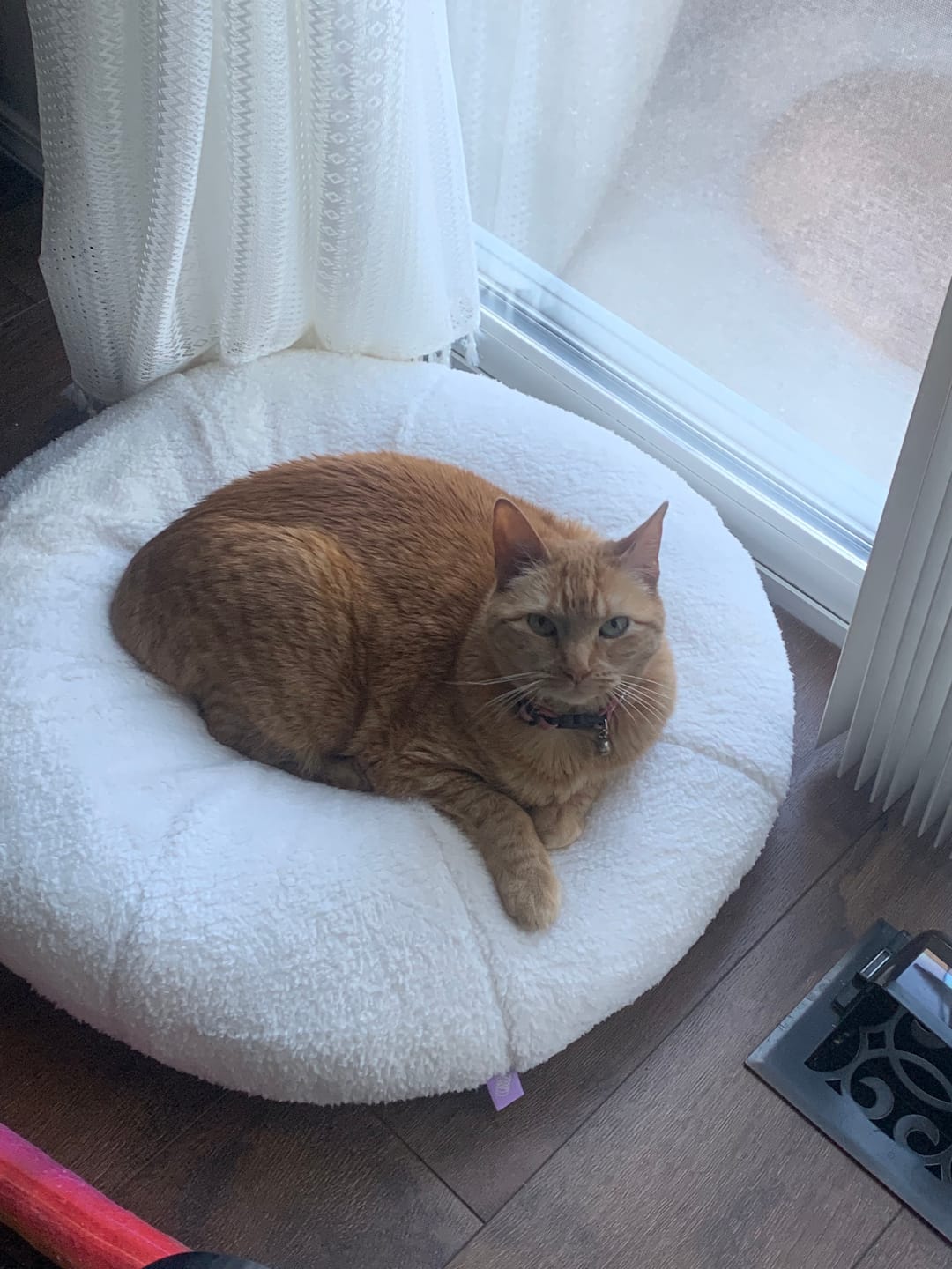 Customer photo review of Marshmallow Pudding Bed