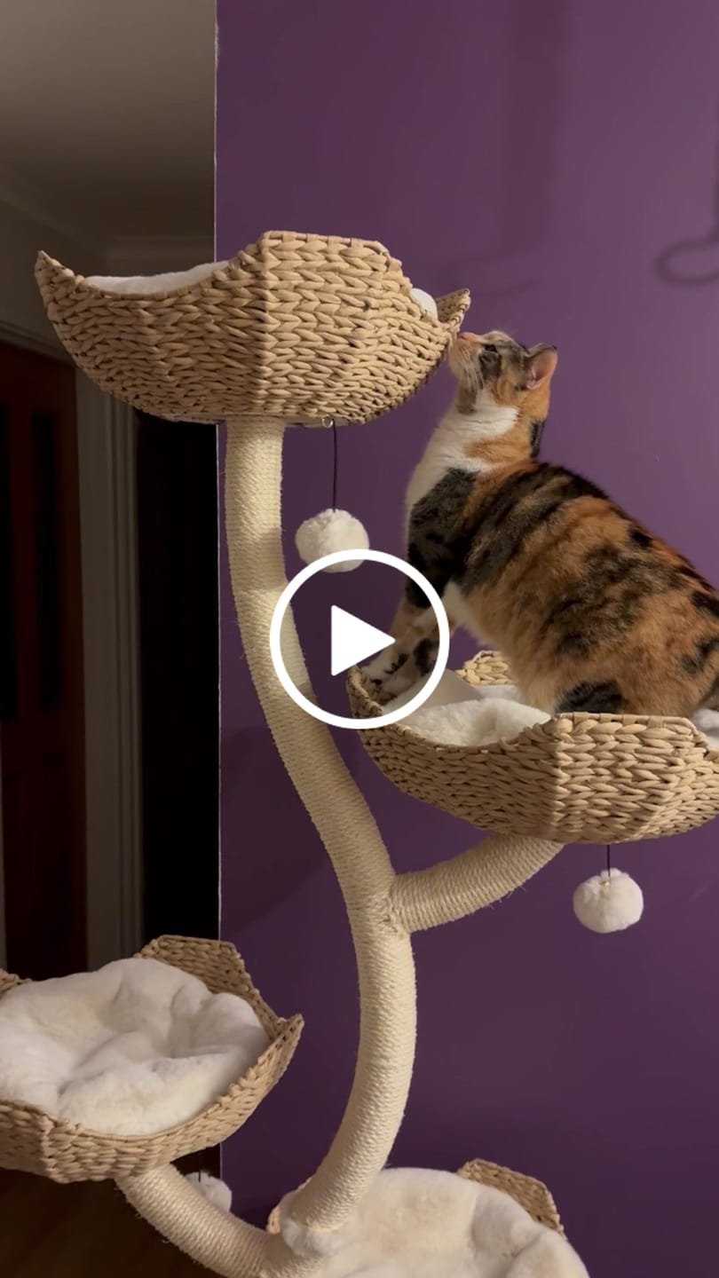 Customer video review of MICHU Ivy Cat Tower Deluxe 4-Tier Designer Tall Cat Tree