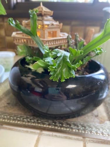 Customer photo review of Solar Lights