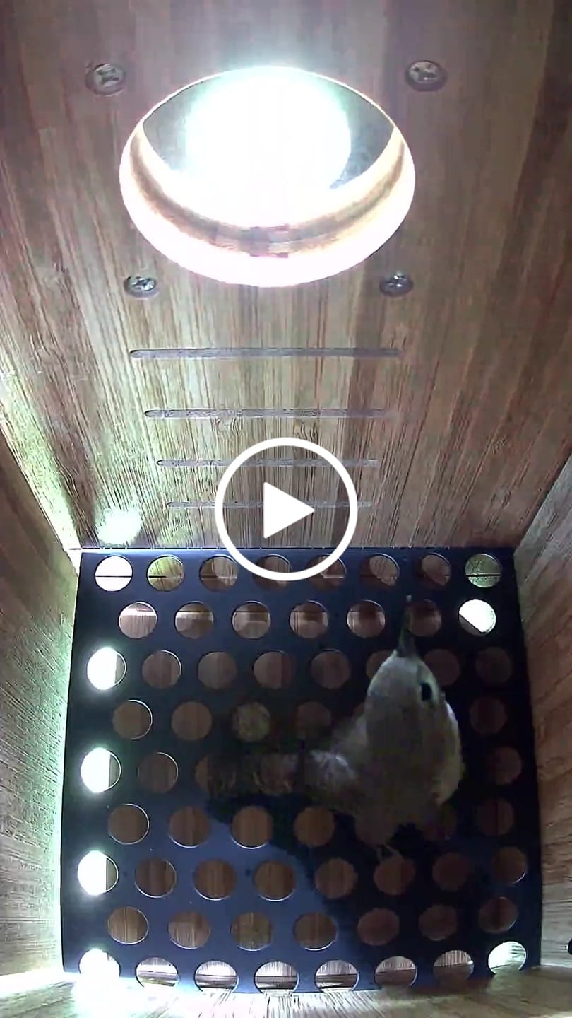 Customer video review of Birdfy Nest Duo - Smart Bird House with Dual Cameras