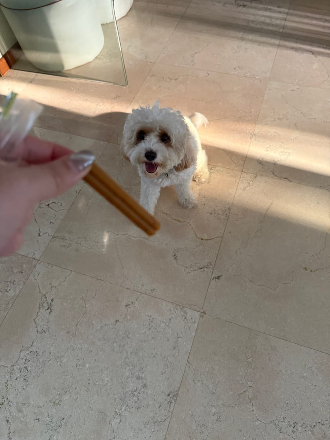 Customer photo review of Dental Chew • Large Package