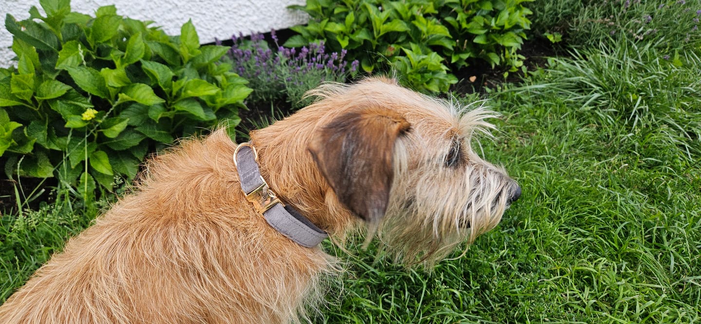 Customer photo review of Personalisiertes Samt Hundehalsband "Emilia" mit Gravur – Verstellbar & Elegant