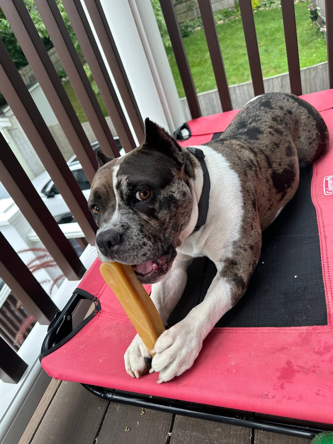 Customer photo review of Himalayan Yak Chew (MEGA)