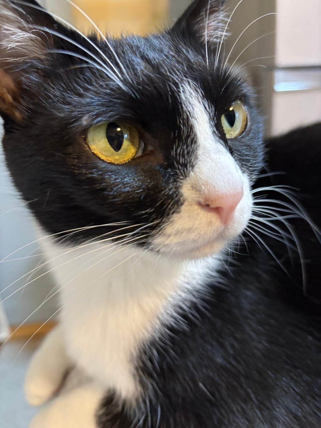 Customer photo review of 「水飲み猫」両面彫刻ペンダント付きパイプロープチェーンネックレス