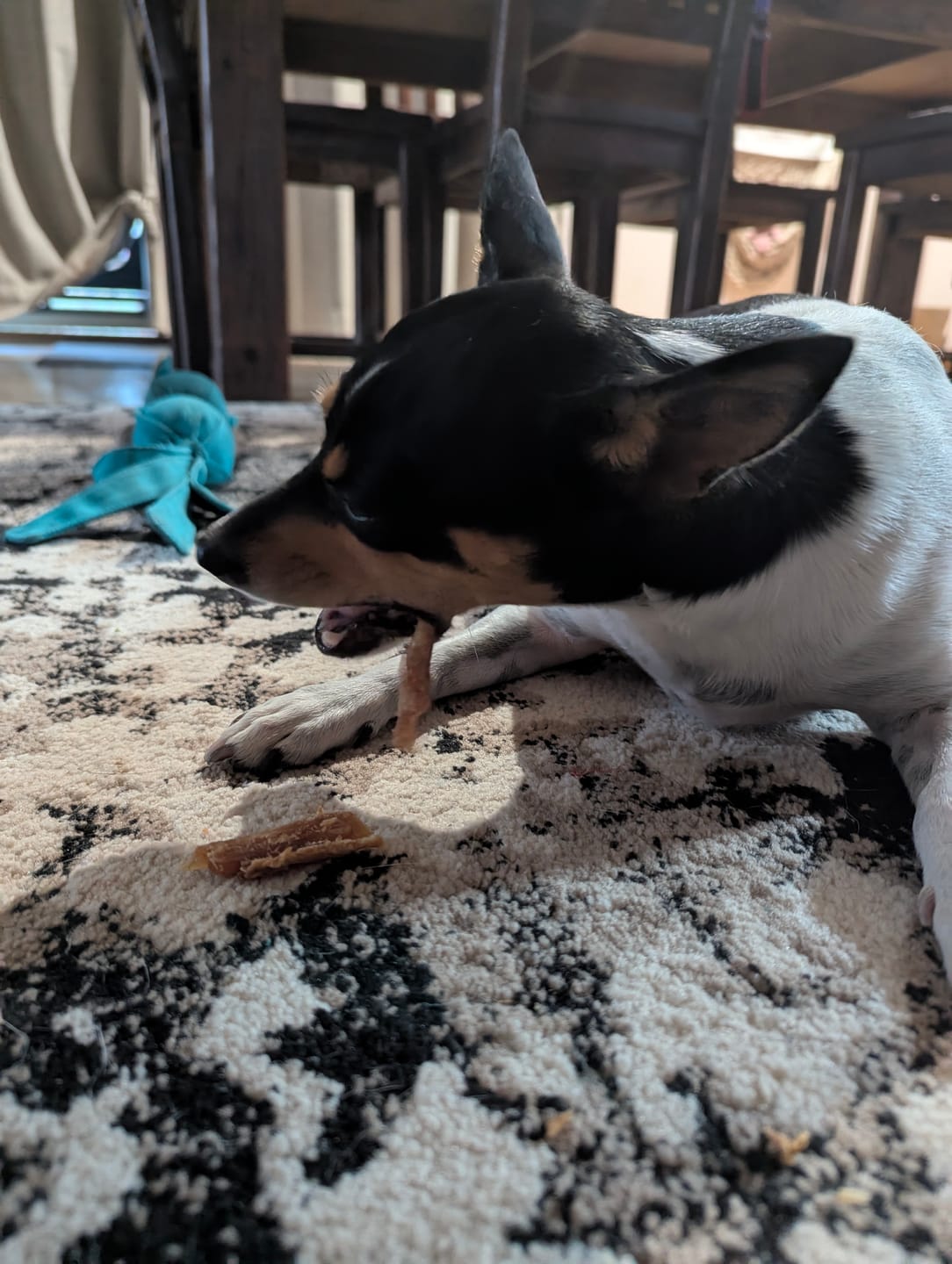 Customer photo review of Premium Chicken Chews