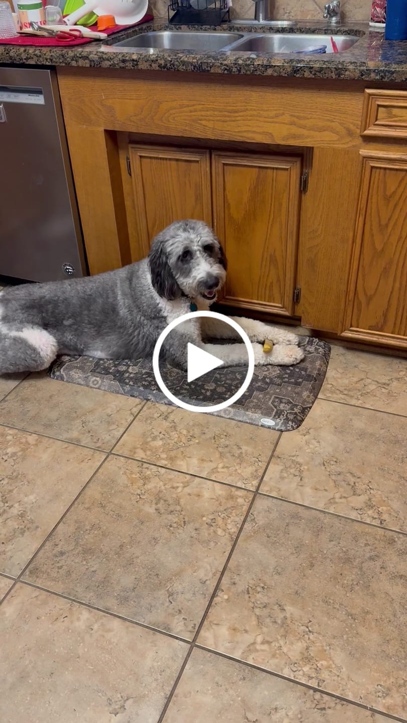 Customer video review of Turmeric Yak Chews