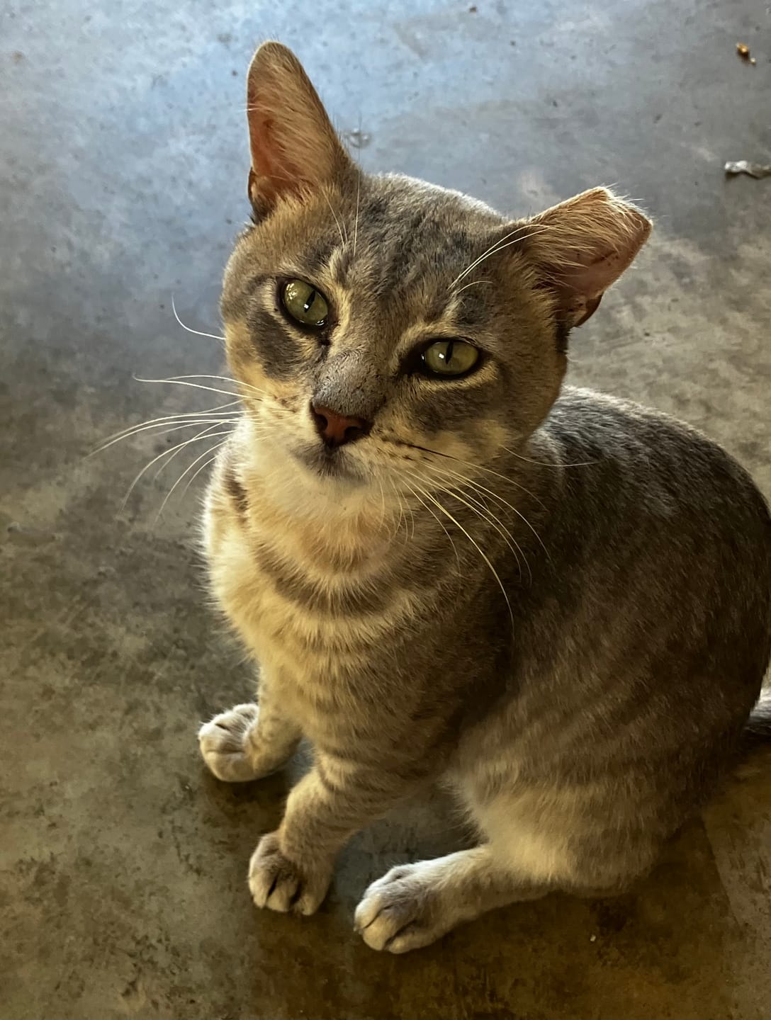 Customer photo review of Cat Eye Infection & Vision Support Remedy