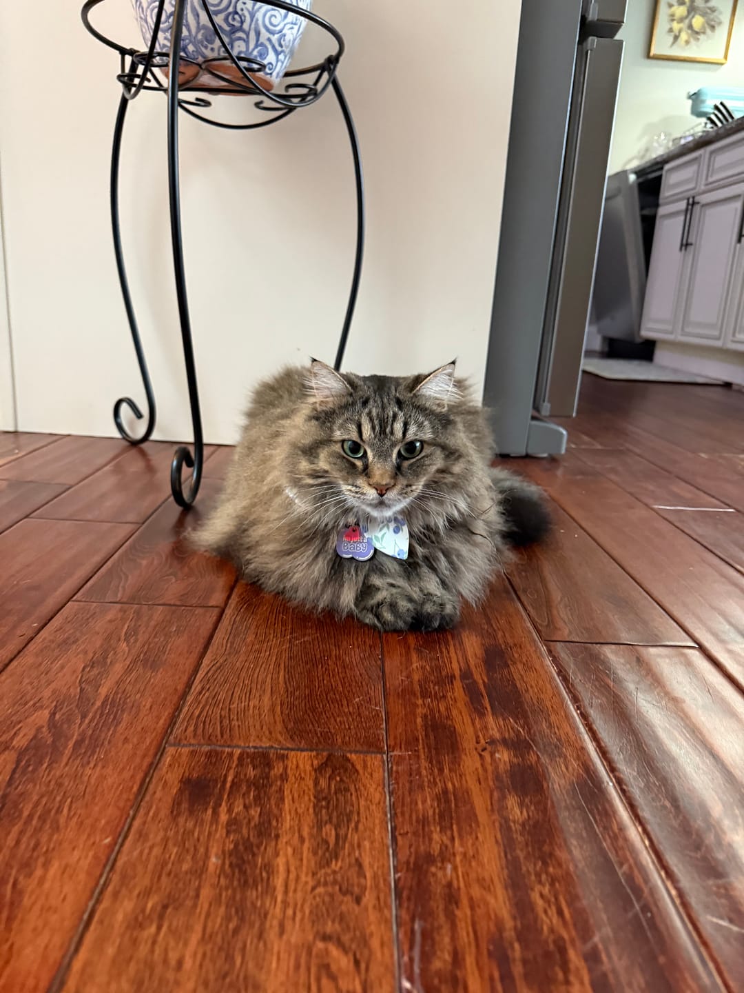 Customer photo review of Blueberry Cat Collar with Charm