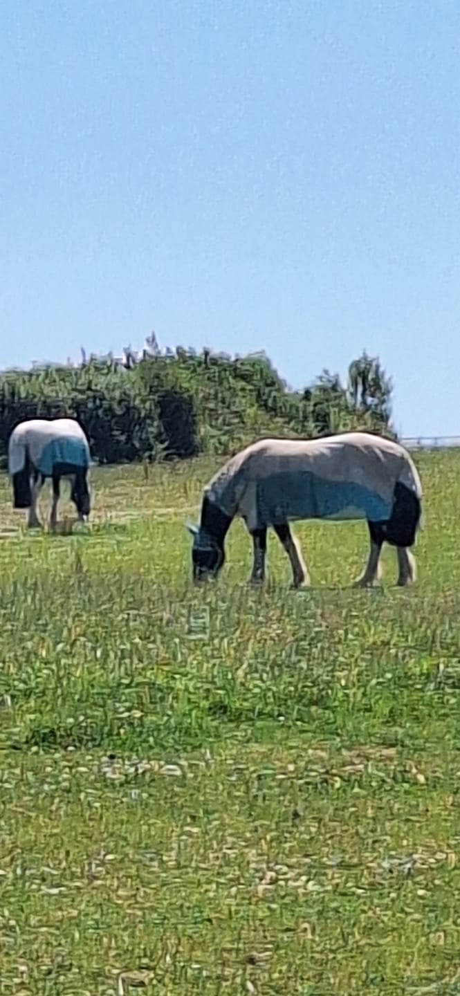 Customer photo review of Allrounder Fly Rug Combo
