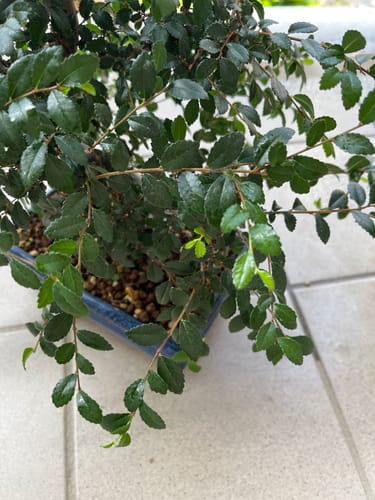 Customer photo review of SUN CB® (Nutrimento Estivo)