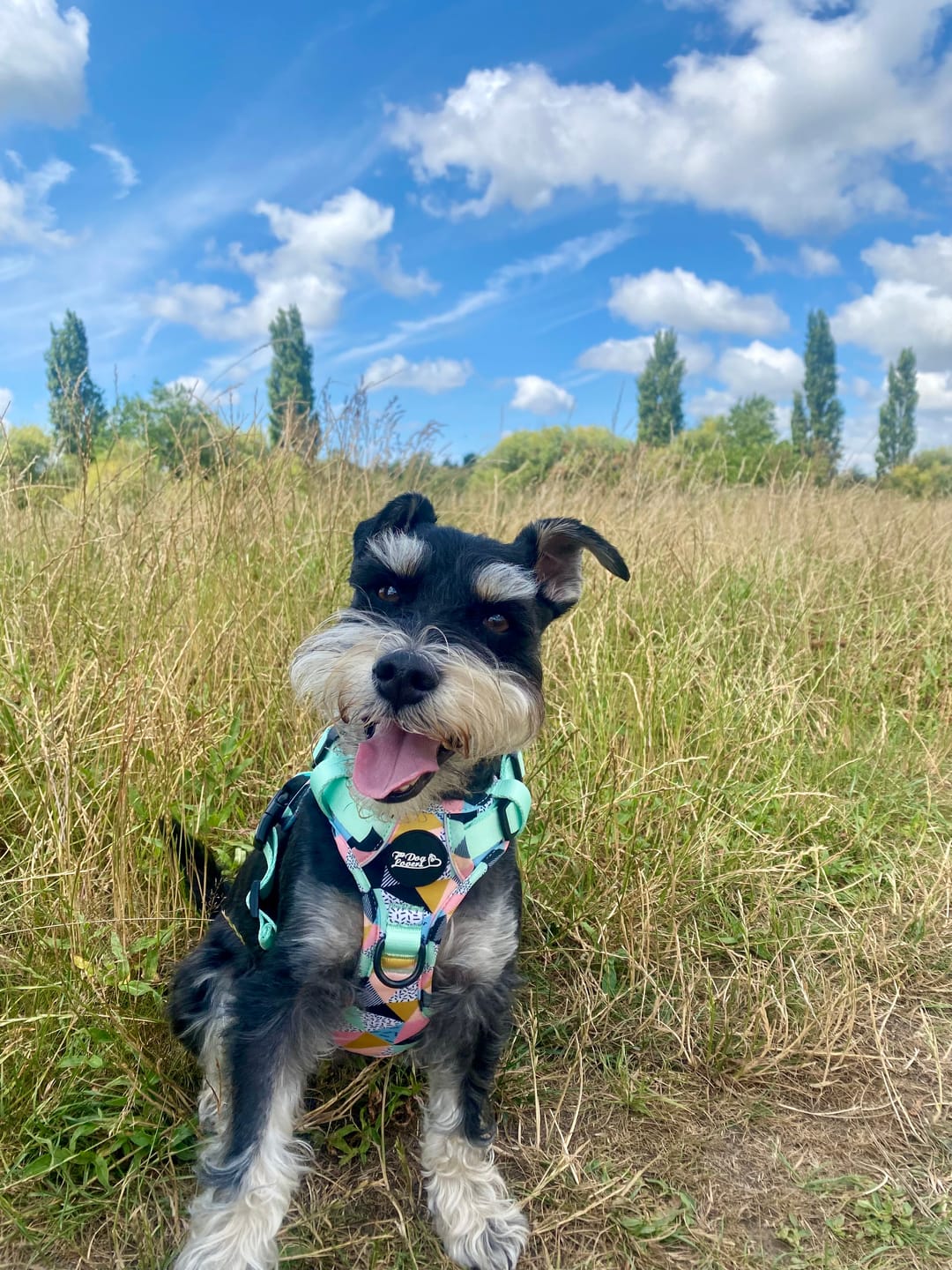 Customer photo review of Urban Rover™ Dog Harness - Mykonos Limited Edition