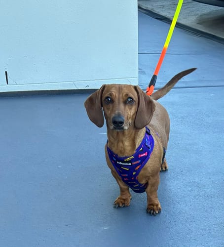 Customer photo review of HARNESS ADJUSTABLE - SWEET TALKER- BETTER PHOTOS COMING SOON