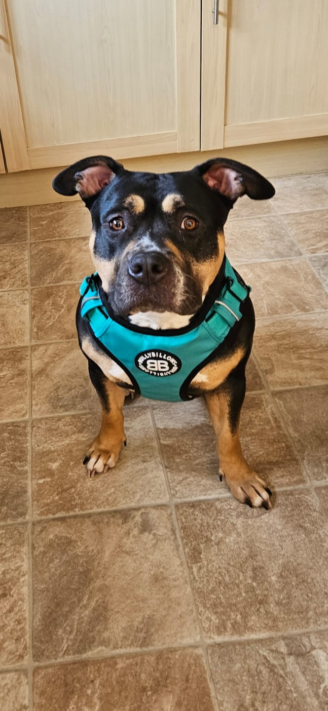 Customer photo review of Comfort Premium Harness | Non Restrictive - Turquoise
