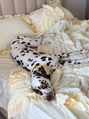 Customer photo review of Princess Dreams Bedding Set