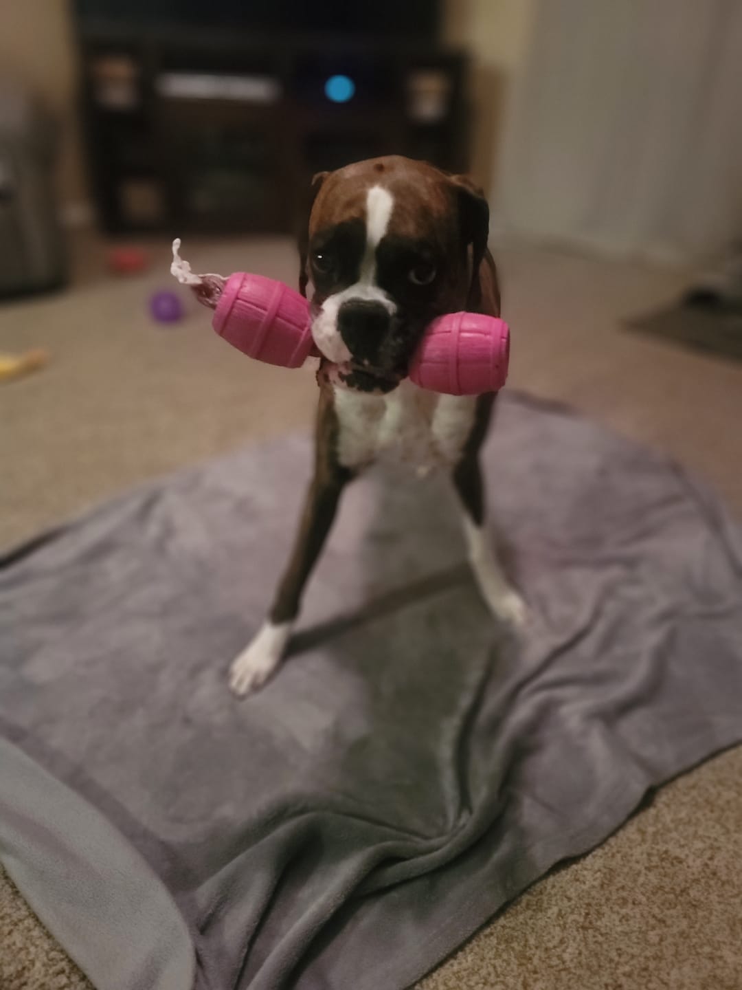 Customer photo review of 12 Inch Jumbo Braided Bully Stick