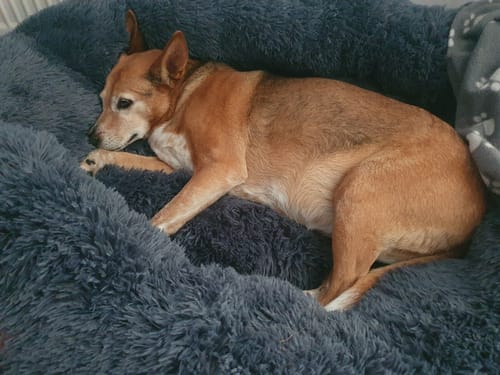 Customer photo review of Puppery Hundebett Wolke 7 - Das Original