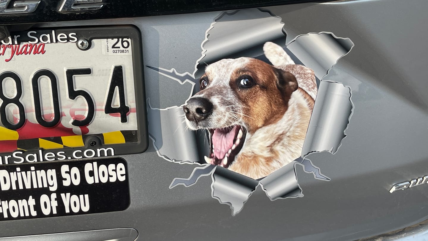 Customer photo review of Peeking photo – Personalized Car Sticker