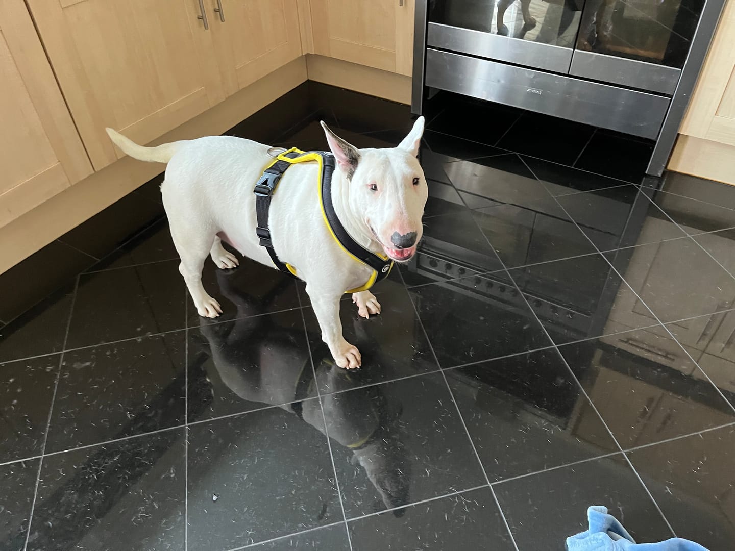 Customer photo review of Slip on Harness | Foam Padded - Black x Yellow