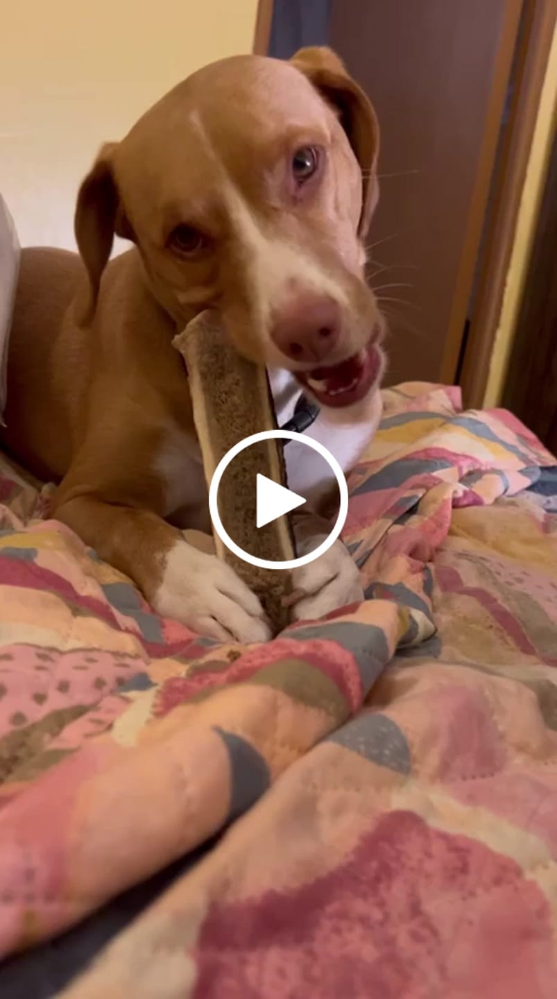 Customer video review of Oreja de cerdo