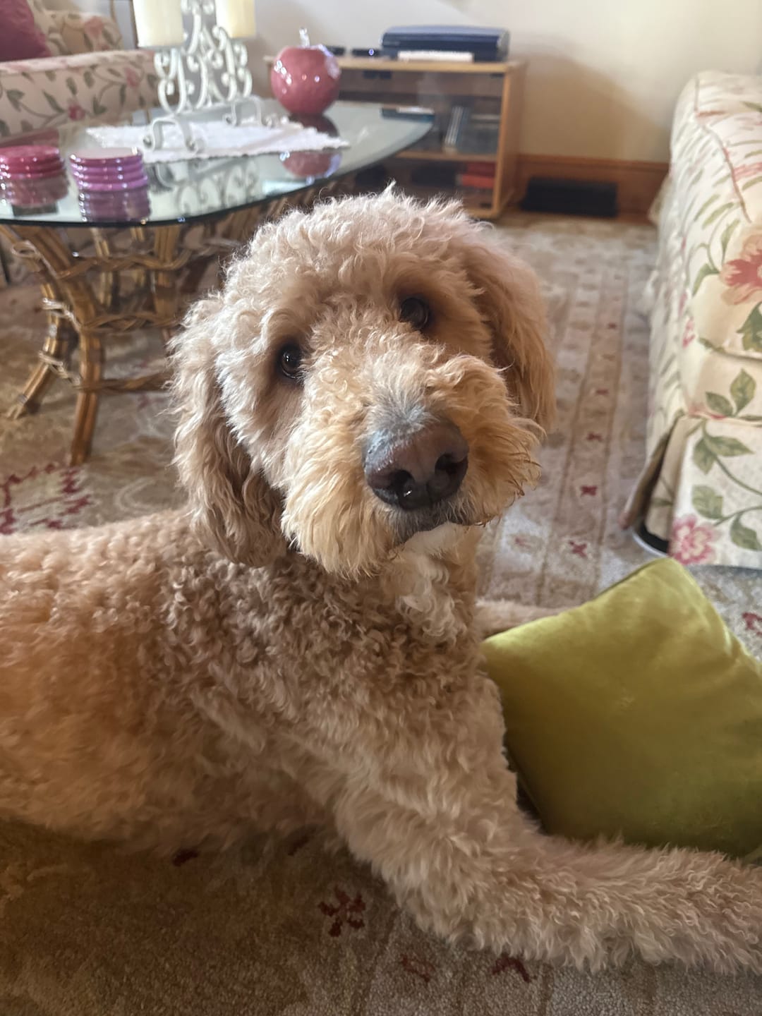 Customer photo review of 12 Inch Standard Bully Stick