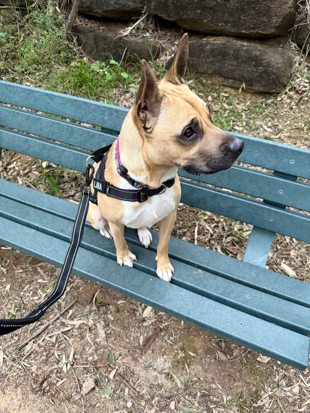 Customer photo review of Bungee Anti-Shock Leash
