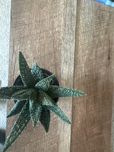 Customer photo review of Aloe Tarantula | Aloe Hybrid