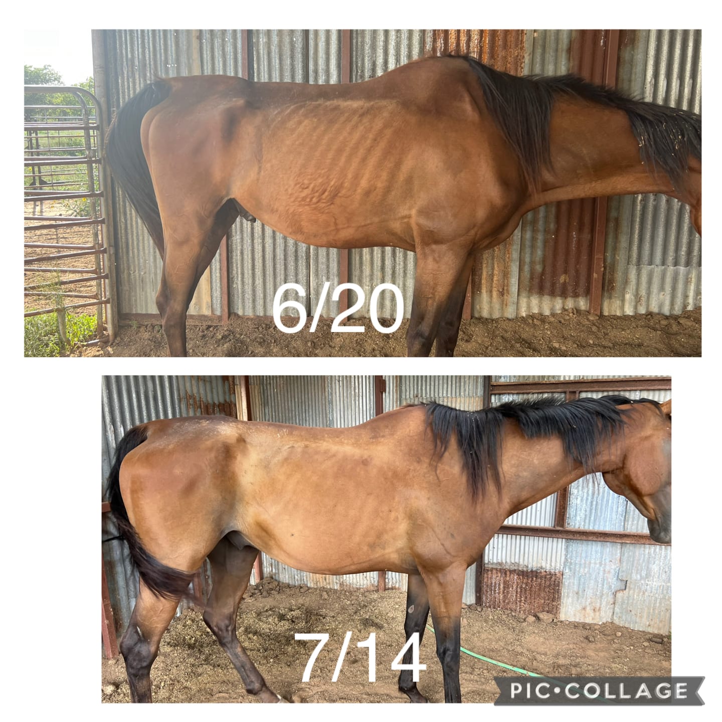 Customer photo review of Equine Aloe Vera Juice