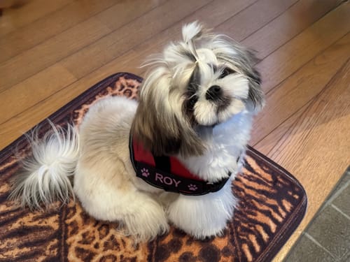 Customer photo review of FunFunPet 高機能ハーネス（お名前タグ作成サービス付き）