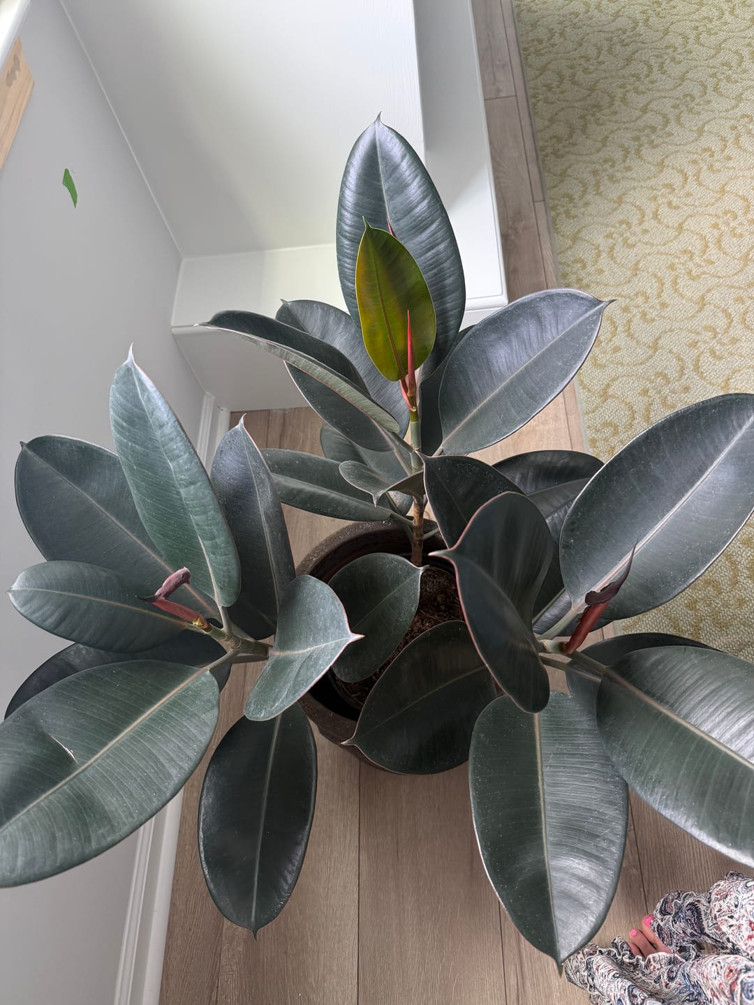 Customer photo review of Kelpy Food for Plants