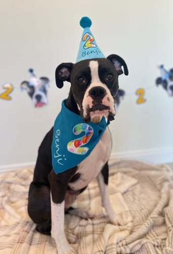 Customer photo review of Personalized Dog Party Pack