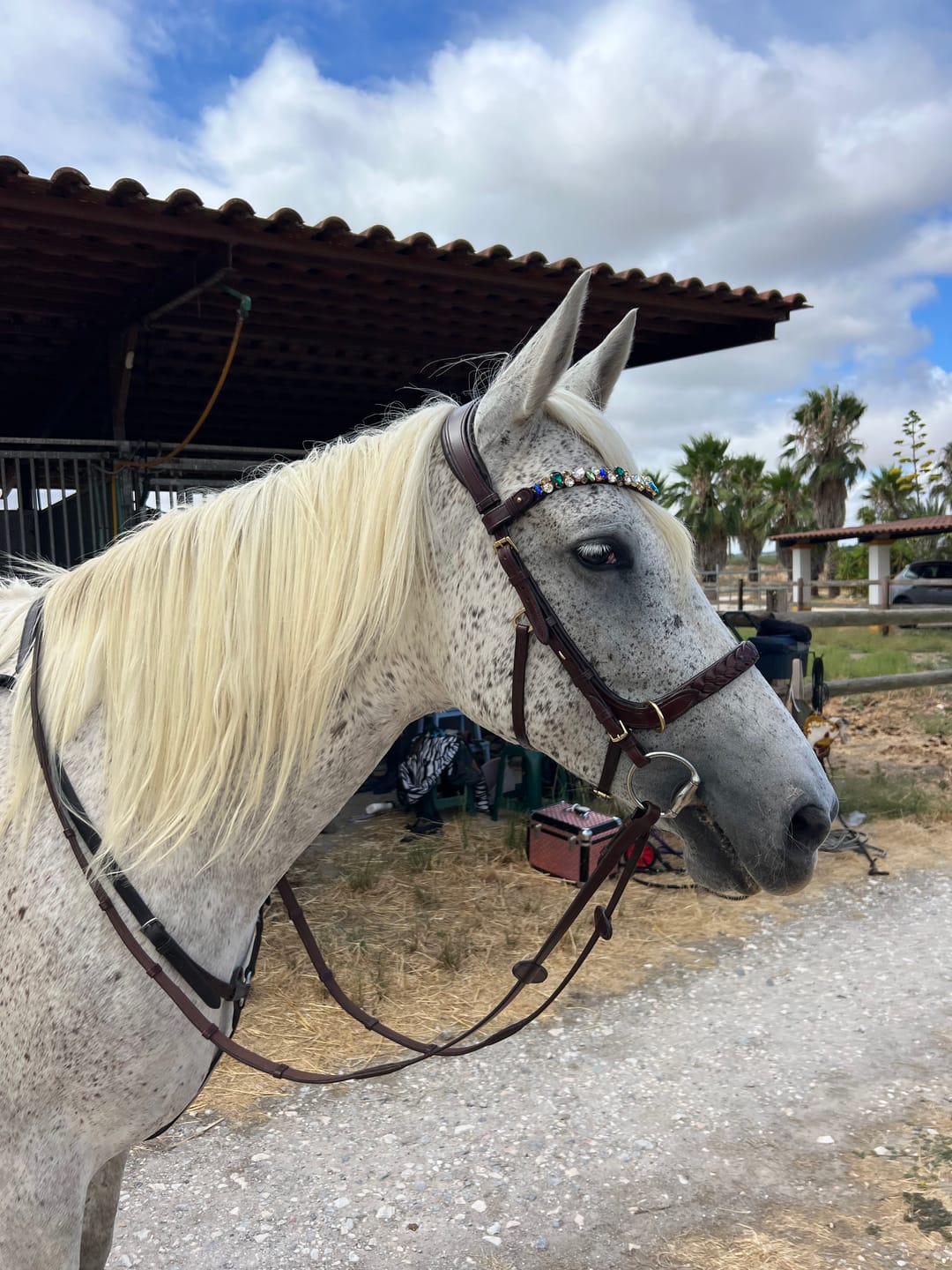 Customer photo review of Soft leather reins