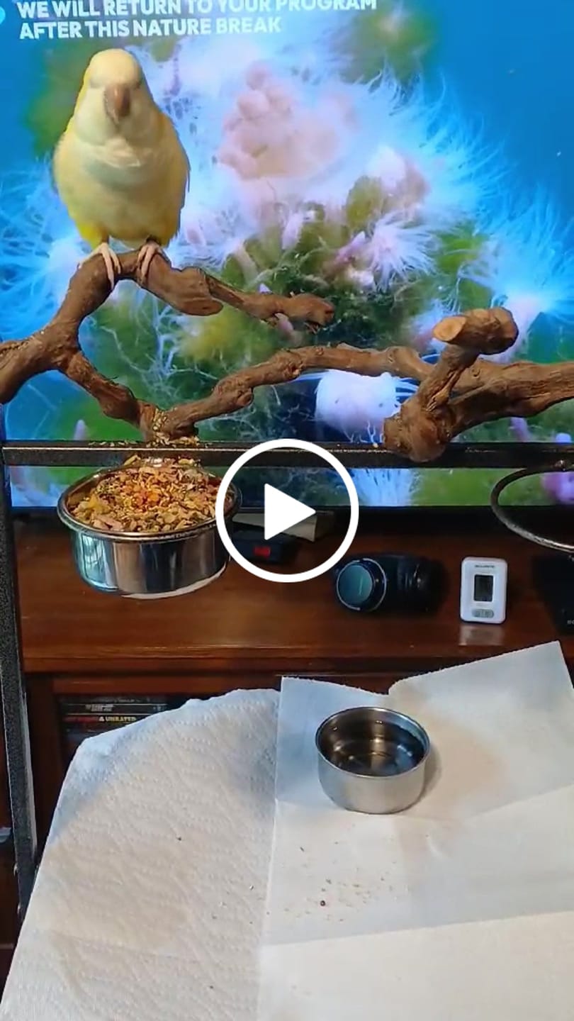 Customer video review of Bird Bites Freeze Dried Chop - Totally Veggies - No Fruit