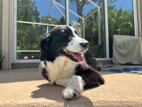 Customer photo review of Ditch The Itch Bundle