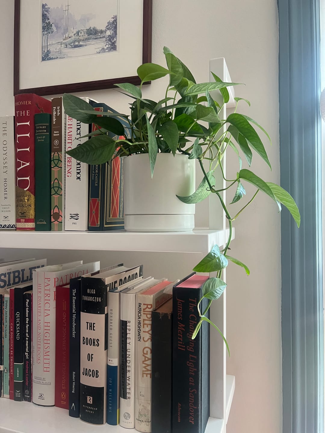 Customer photo review of Pothos Epipremnum pinnatum 'Cebu Blue'